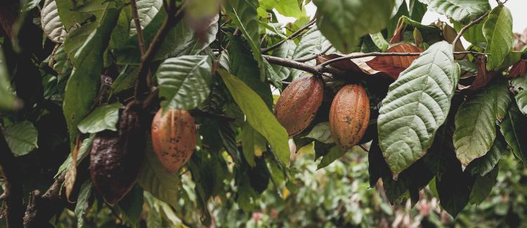 Cocoa+trees+and+pods