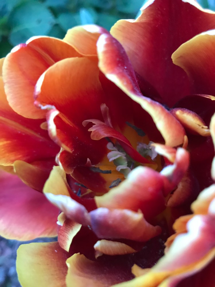 stephane puchois quality strict