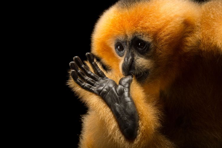 Cuc Phuong National Park Sartore