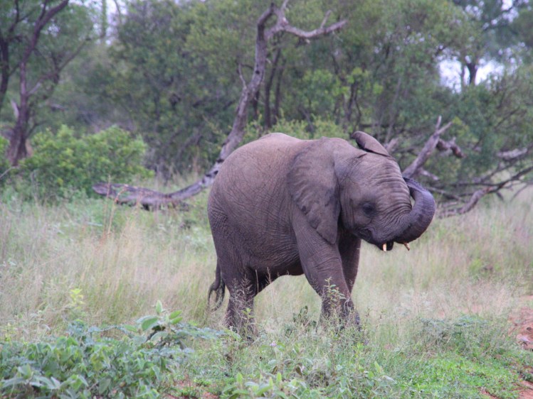 BABY_ELEPHANT_KRUGER