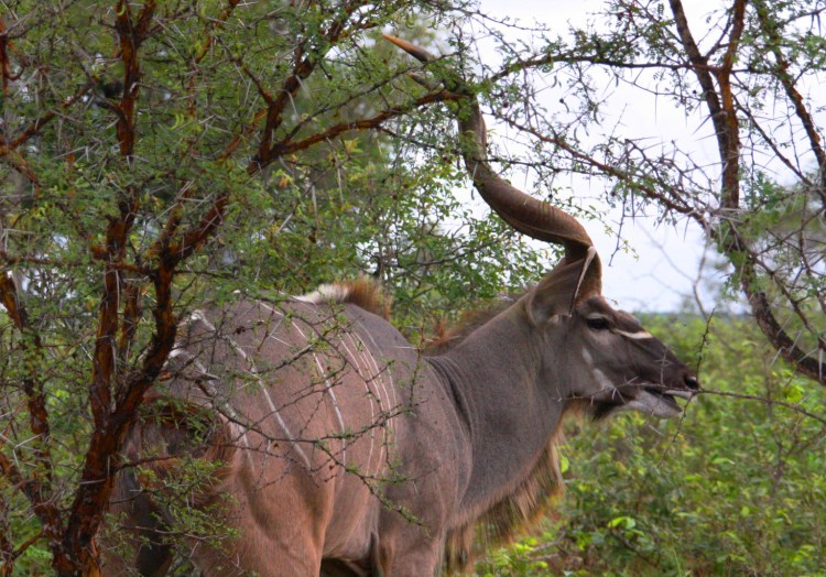 GRANDKUDU_KRUGER