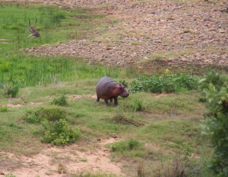 HYPPO_KRUGER_IMPALA