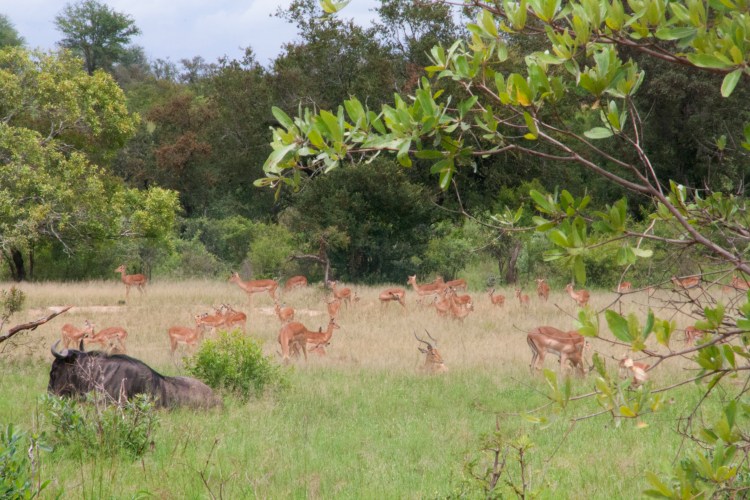 IMPALA_BUFFLE_KRUGER