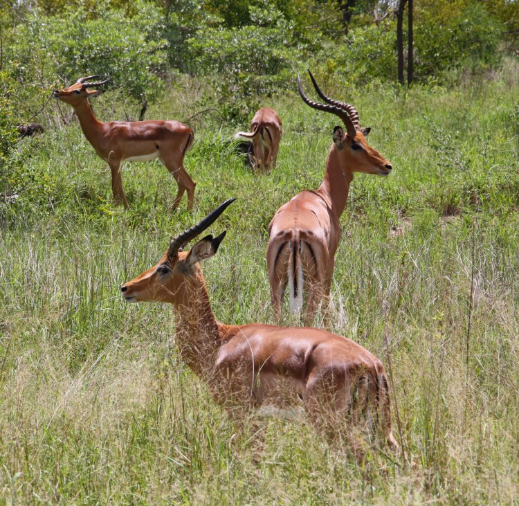 IMPALA_KRUGER