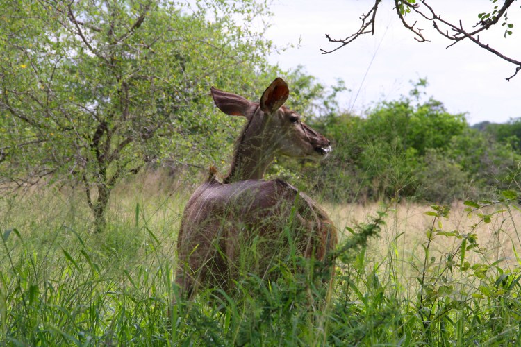 KUDU_KRUGER