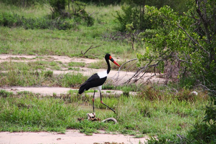 OISEAU_KRUGER